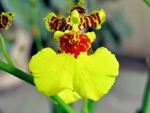 Giới thiệu đặc điểm sống cây lan vũ nữ