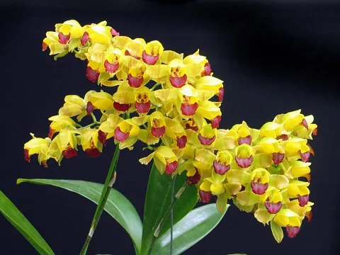 Chăm sóc lan vũ nữ không khó