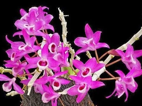 Nhân giống Phong Lan