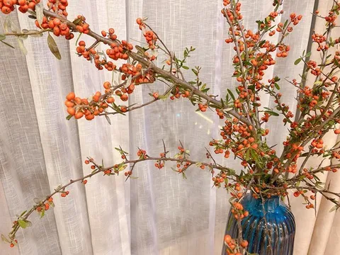 Chị em đua nhau đặt mua đào gai, mộc lan lạ mắt chơi Noel