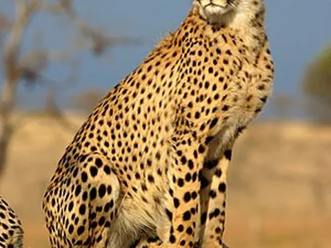 Tại sao không thể thuần hóa mọi động vật?