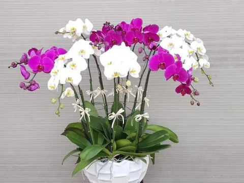 Phòng trừ bệnh cho lan vào mùa mưa