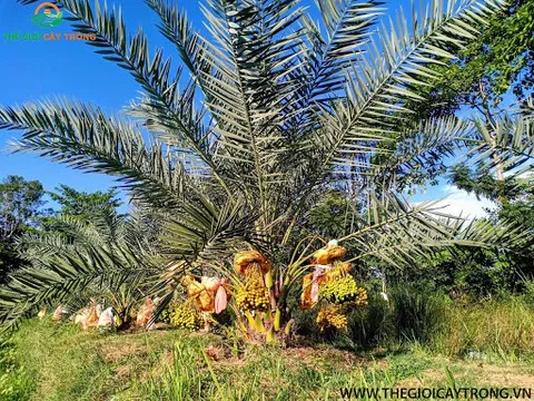 Cây chà là ở miền Tây