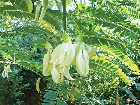 Khi hoa là vị thuốc