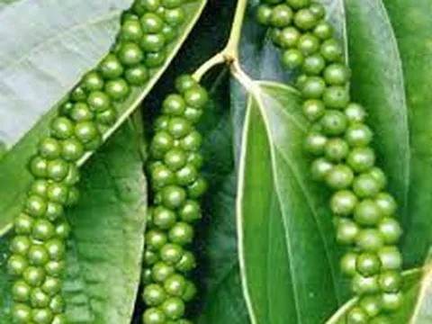 Giá tiêu hôm nay 24/12: Giảm 1.000 đồng/kg tại đa số vùng trồng