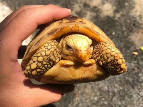 Vì sao rùa rụt được đầu vào trong mai?