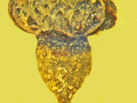 Phát hiện hóa thạch loài hoa mới có niên đại 100 triệu năm