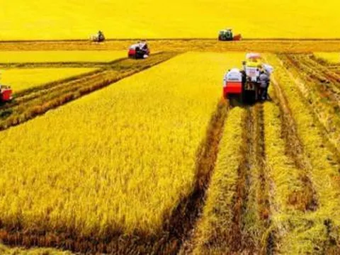 Giá lúa gạo hôm nay ngày 28/12: Đầu tuần giá lúa gạo đi ngang