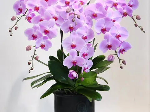 Ươm kei thân thòng, thành công dễ hay khó