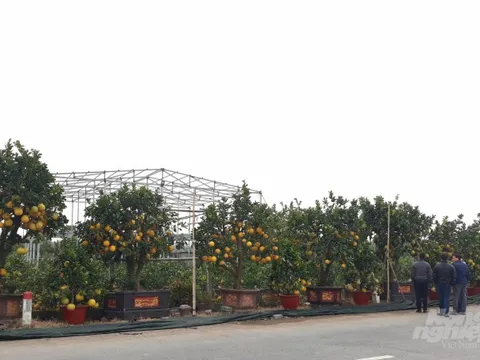 Quất tháp chóp, bưởi bonsai đón tết