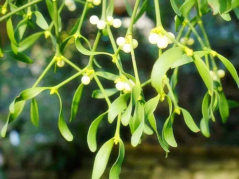 Cây tầm gửi lợi khí huyết, giảm đau