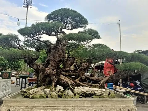 Festival Sinh Vật Cảnh thành phố Hà Nội mừng Đảng mừng Xuân Tân Sửu năm 2021