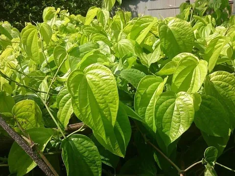 Eczestop giúp khắc phục triệu chứng viêm da dị ứng như thế nào?