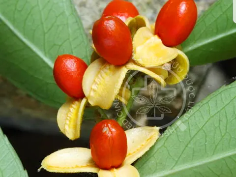 Hiểu đúng về cây xạ đen chữa ung thư