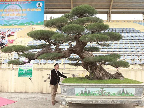 Cây phi lao như "củi khô" mà trả tiền tỷ chưa bán