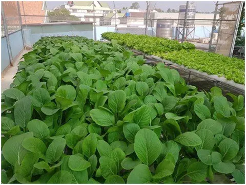 Mô hình trang trại rau thủy canh tại Biên Hòa của chàng trai trẻ Nguyễn Chí Thanh