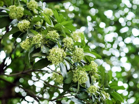 Em nhớ điều gì ở mùa Thu Hà Nội?