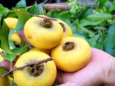 Kiếm tiền triệu từ thứ quả "...rụng bị bà" dịp Rằm tháng 7