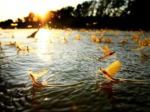 Kỳ lạ loài côn trùng “vật vờ” ngoài sông Hồng được bán với giá hàng triệu đồng/kg