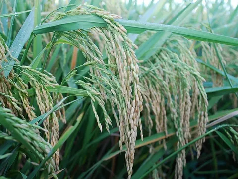 Giá lúa gạo hôm nay ngày 1/9: Giá lúa gạo đi ngang