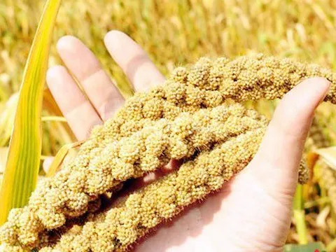 Cơm kê - món ăn tốt cho người đái tháo đường