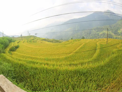 "Đi săn" mùa vàng ở Sa Pa