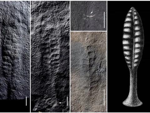 Hóa thạch sinh vật biển nửa tỷ năm tuổi