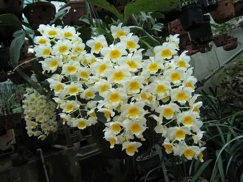 7 loại Lan rừng không thể thiếu trong bộ sưu tập của bạn