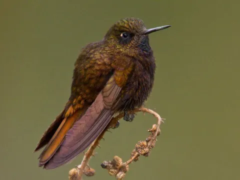 Loài chim ruồi tự đông cứng như đá trên dãy Andes