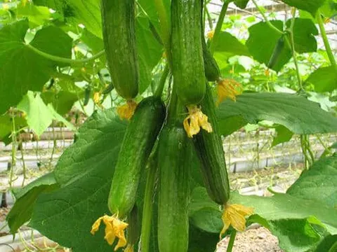 Tân Công Minh thực phẩm sạch cho mọi nhà