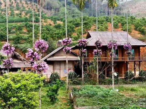 Cho Lan" Sống chung" với cây cau cảnh đẹp ngỡ ngàng