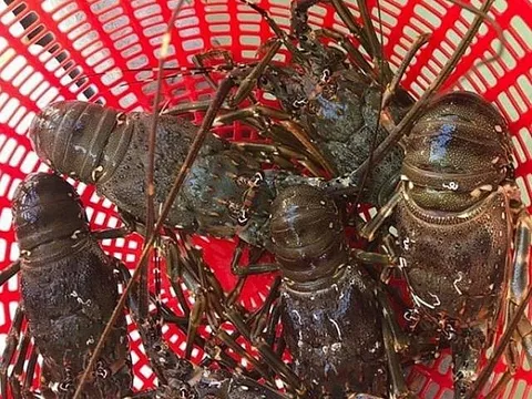 Giá tôm hùm tăng mạnh trở lại