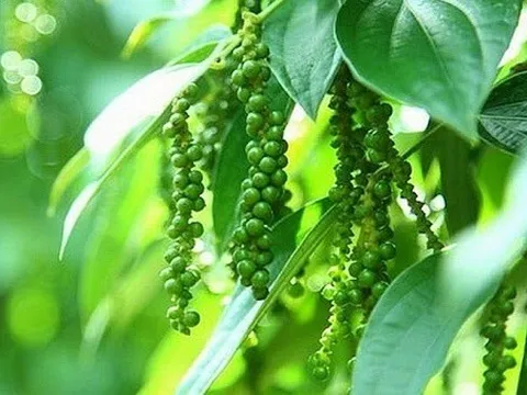 Giá tiêu hôm nay 16/9: Chưa có lực đẩy do ảnh hưởng nặng nề từ dịch Covid-19