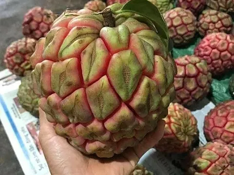 Vài trăm nghìn một trái na rừng 'khổng lồ'