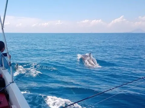 Đàn cá heo hàng trăm con bơi tung tăng trên vùng biển Phú Yên