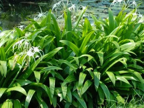 Phương pháp trị bong gân hiệu quả