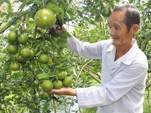 Giá thực phẩm hôm nay 17/10: Giá rau củ biến động trái chiều