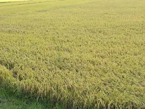 Giá lúa gạo hôm nay ngày 17/10: Giá gạo tăng nhẹ