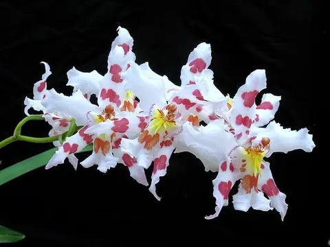 Chiêm ngưỡng 10 loại Hoa Lan đẹp