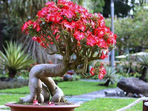 Các loại cây cảnh thường dùng làm Bonsai đẹp nhất