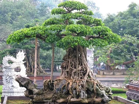 Top 14 cây cảnh đẹp nhất Việt Nam