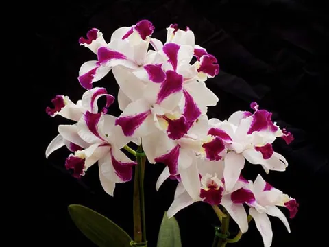 Hoa Lan đẹp - Tổng hợp những hình ảnh hoa Lan đẹp nhất