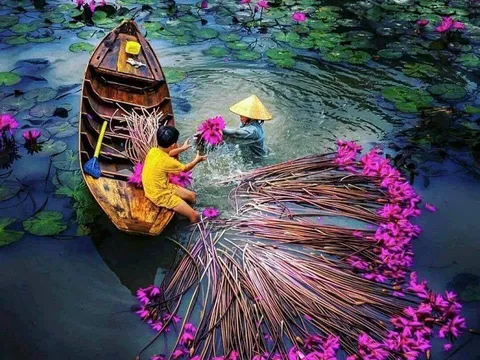 Ngẩn ngơ trước vẻ đẹp bình dị của mùa hoa súng miền Tây