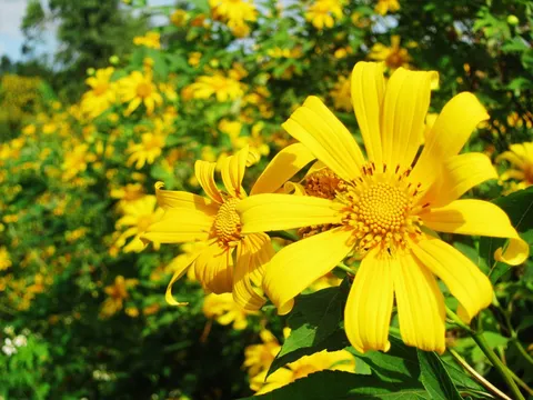 Sự tích hoa Dã Quỳ