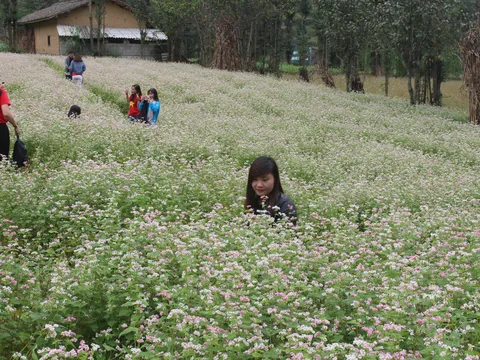 Hà Giang: Lễ hội Hoa Tam giác mạch lần thứ VI - 2020 "Hoa trên đá" sẽ diễn ra ngày 28/11