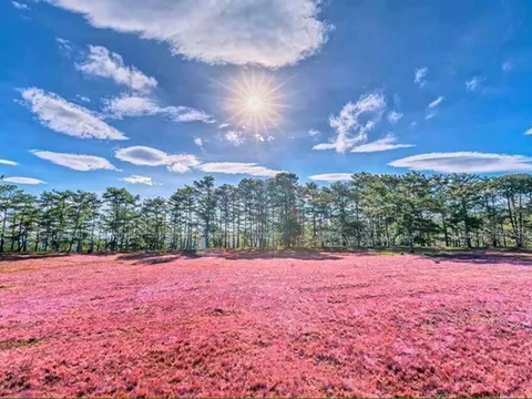 Khám phá hai Đồi cỏ hồng đẹp nhất Đà Lạt