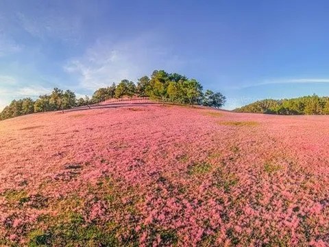 Bí kíp “săn” hoa Đà Lạt theo mùa