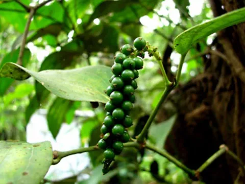 Giá tiêu hôm nay 2/11: Giữ nguyên mức cao nhất 55.000 đồng/kg, kỳ vọng đà tăng mới