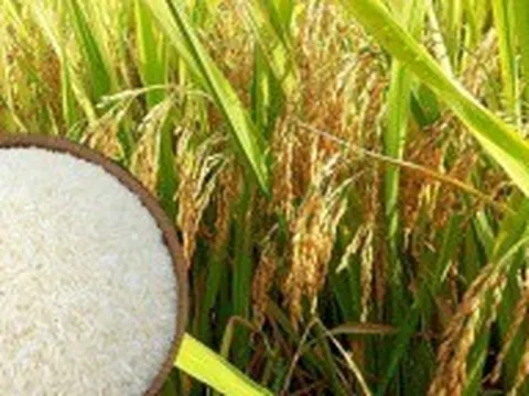 Giá lúa gạo hôm nay ngày 5/11