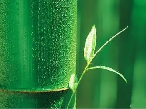 Rạn da sau sinh - Điều trị mãi không khỏi phải làm sao?